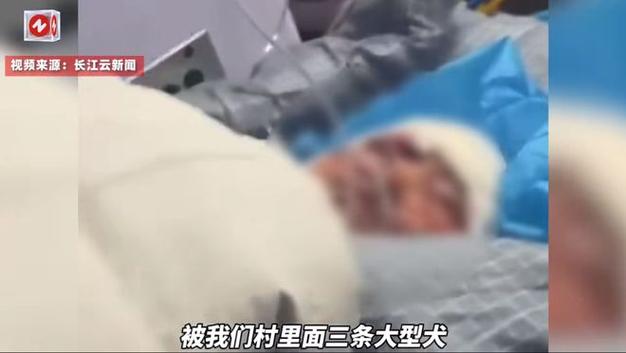 2025港澳免费资料大全和7岁男孩遭3只犬撕咬与7岁男孩遭3只犬撕咬怎么办