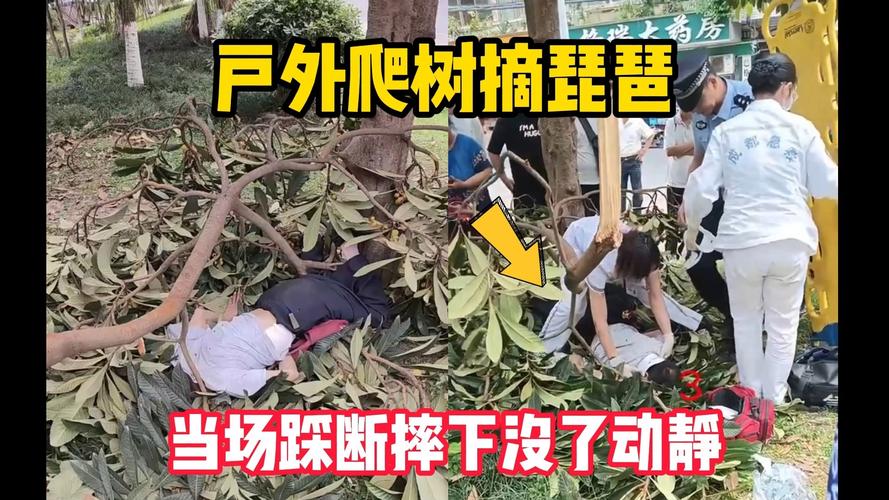 （爬树摘枇杷）
