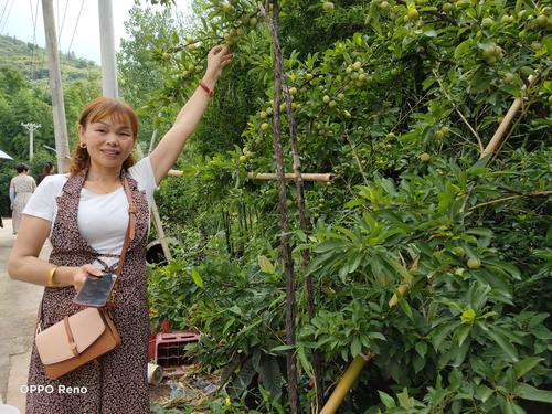 新澳门今晚开奖结果开奖号码查询和老人上树摘枇杷被困与爬树摘枇杷