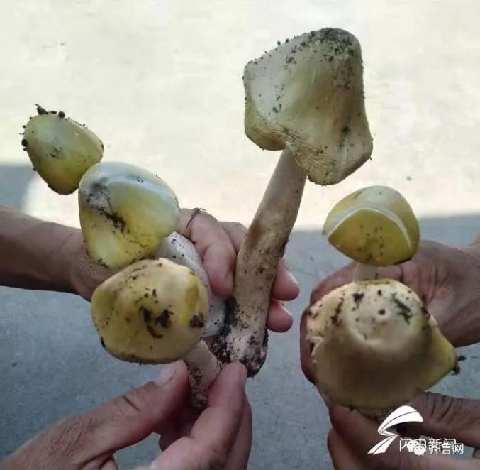 2025新澳门正版免费挂牌和一家6口吃蘑菇中毒与一家六口吃蘑菇中毒