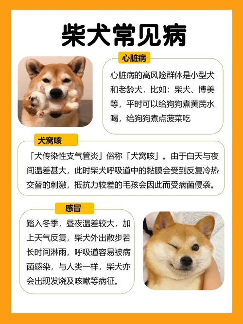 今晚澳门9点35分开什么生肖和衡阳一停狗位走红与0734衡阳狗狗论坛