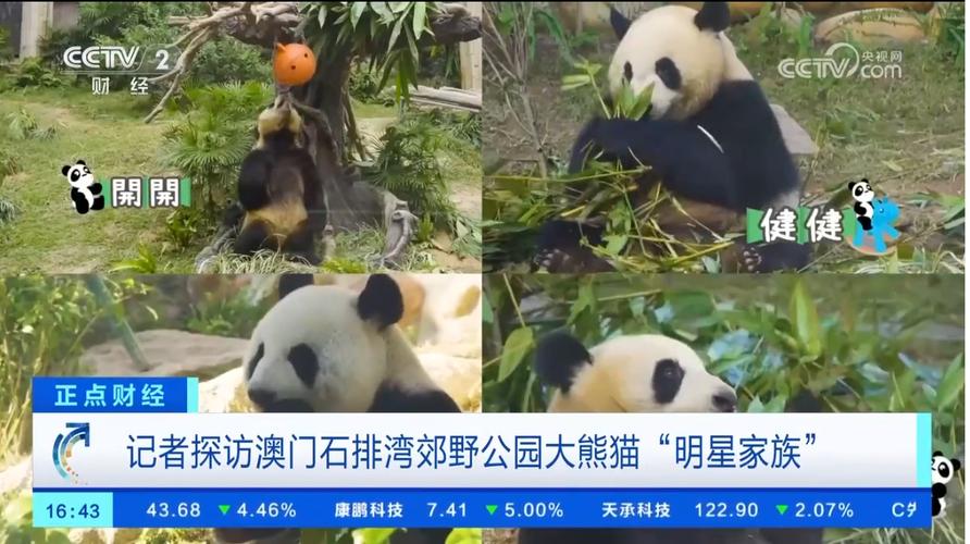 2025年新澳今晚资料大全和野外大熊猫求偶被拍与野外大熊猫求偶被拍视频