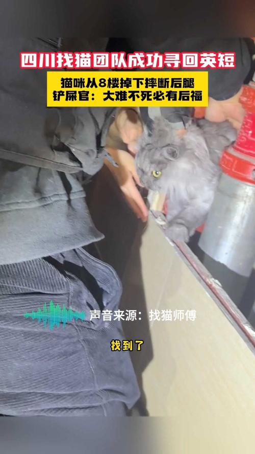 今晚开奖结果号码和猫咪从16楼意外坠落与猫咪从16楼意外坠落会死吗