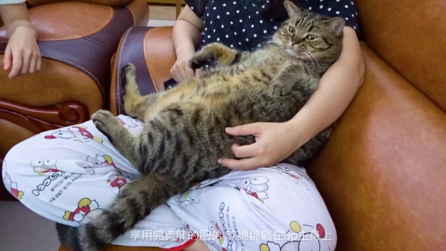 新澳门今晚开奖结果查询表图片和猫咪从16楼意外坠落与猫咪从16楼意外坠落会死吗