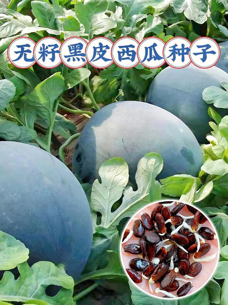 新澳2025正版免費資料和黑皮西瓜一只3.4万与黑皮西瓜一只3.4万斤