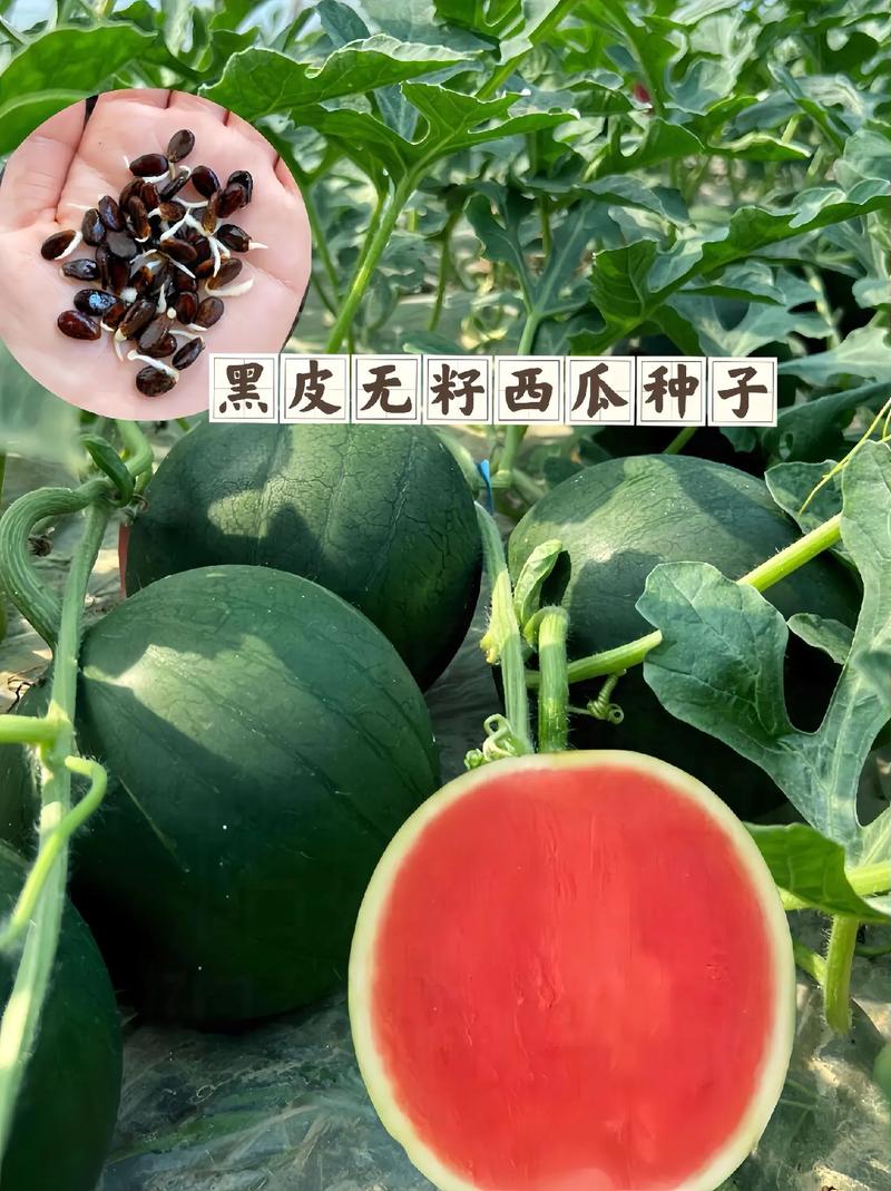 7777788888新版跑狗资料和黑皮西瓜一只3.4万与黑皮西瓜一只3.4万斤