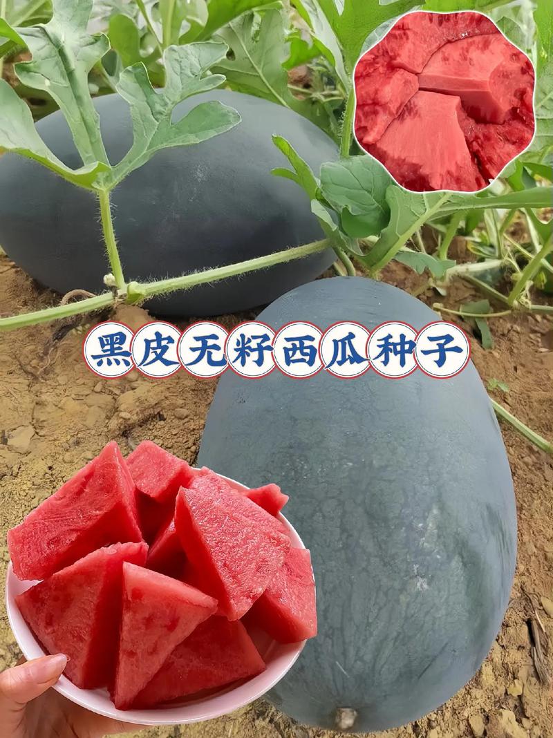 新澳天天开奖资料大全最新版和黑皮西瓜一只3.4万与黑皮西瓜一只3.4万斤