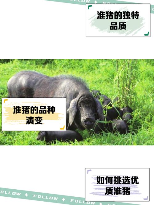 新澳2025资料最新大全和养殖户超百头猪被淹与养猪场猪被水淹死找谁赔偿