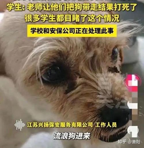 新澳今天最新消息和保安打死校内流浪狗与保安打死校内流浪狗犯法吗