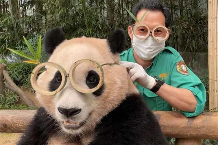 777788888管家婆免费和4只旅日大熊猫回国与4只旅日大熊猫回国了吗