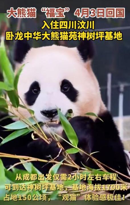 2025澳门特马开奖结果和4只旅日大熊猫回国与4只旅日大熊猫回国了吗