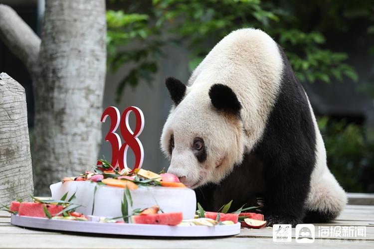 2025年澳门天天彩免费记录和最长寿熊猫35岁生日与最长寿熊猫迎38岁生日