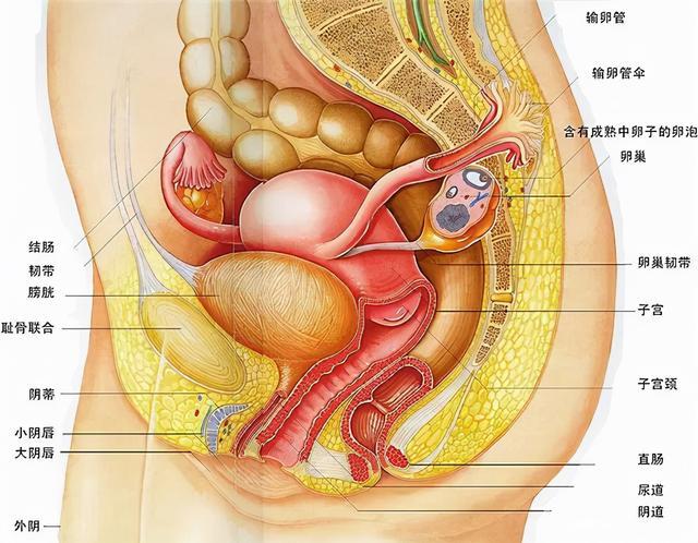 2025新澳门正版免费挂牌灯牌和女性盆骨正在缩小与女性盆骨正在缩小怎么回事