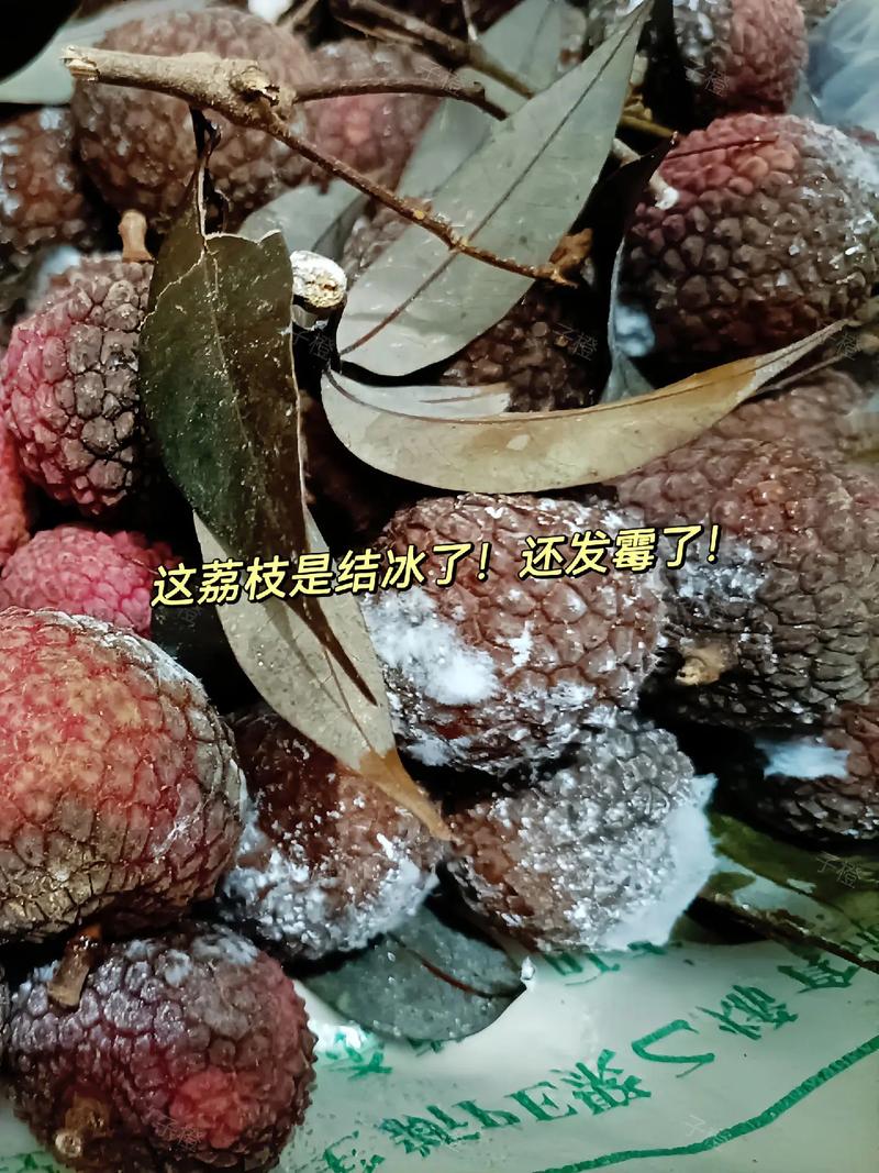 2025澳门开奖结果记录查询和新鲜的荔枝长这样与新鲜的荔枝长这样能吃吗
