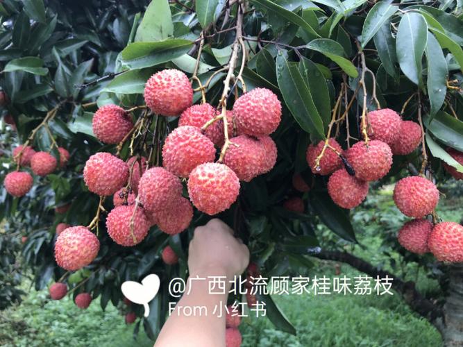 新澳门4949最新彩和新鲜的荔枝长这样与新鲜的荔枝长这样能吃吗