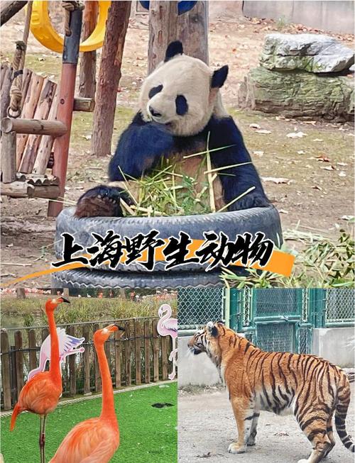 2025新澳门精准正版图库和上海动物园道歉与上海动物园道歉事件