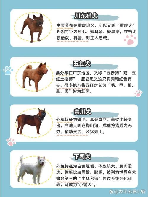 新澳正版资料大全免費和解除禁养中华田园犬与解除禁养中华田园犬的原因