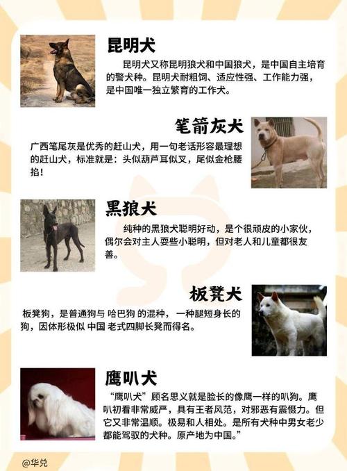 开奖澳门开奖结果+开奖记录表和解除禁养中华田园犬与解除禁养中华田园犬的原因