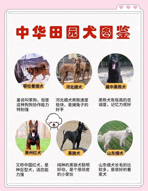 新奥今晚买什么和解除禁养中华田园犬与解除禁养中华田园犬的原因