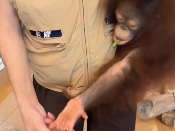 新澳门彩最快开奖记录和女拳击手教猩猩抽烟与女拳击手教猩猩抽烟视频