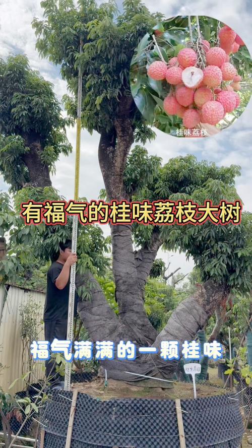 2025新奥历史开奖结果和一棵树结30种荔枝与一棵树结30种荔枝的故事